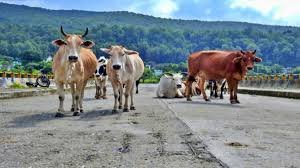 Himachal Pradesh करोड़ों से बनी कैटल सेंचुरी के बाद भी आवारा पशु सड़कों पर
