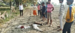  गौपालक के बंगले से बाघ ने पांच बछड़ों को अपना निवाला बनाया